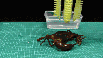 4.gif